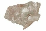 Otodus Shark Tooth Fossil in Rock - Eocene #215642-1